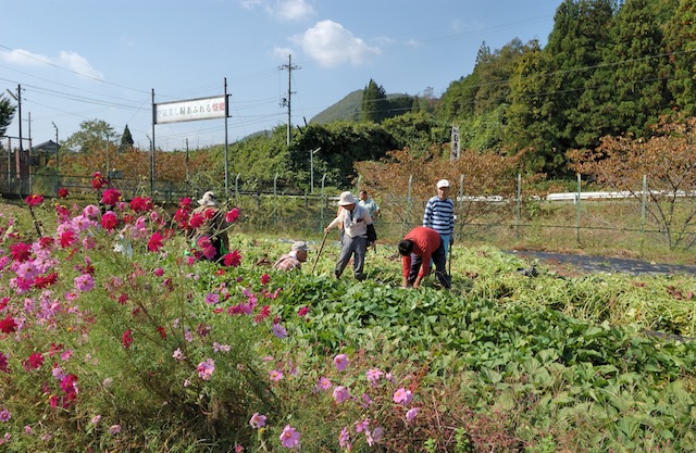 畑郷市民農園イモ掘り