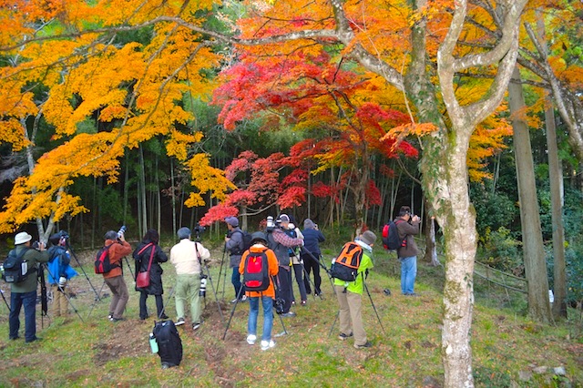 龍穏寺の紅葉