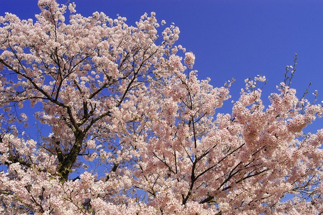 篠山城跡　桜