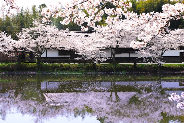 篠山城跡周辺　桜 