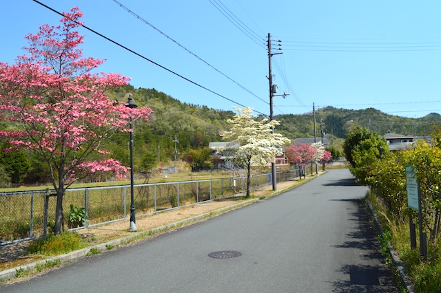 のぞみ坂の街路樹