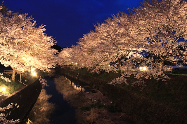 篠山城趾 桜夜景