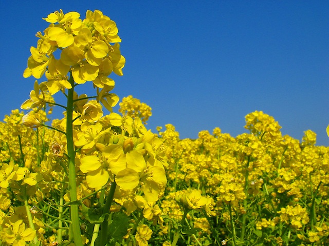 菜の花