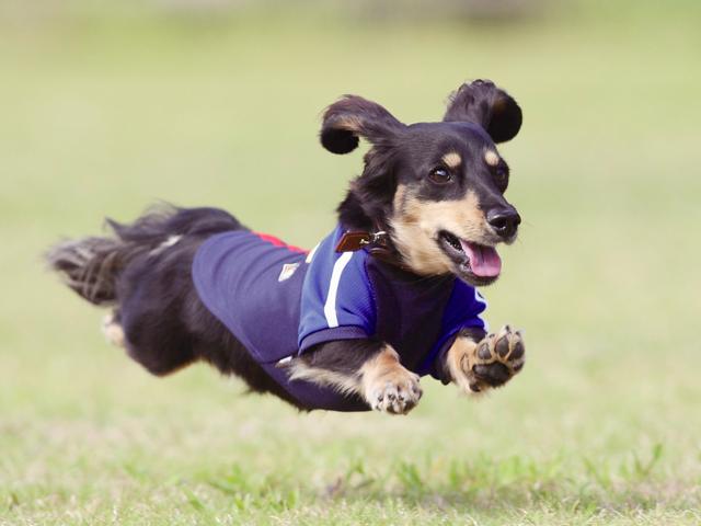 飛行犬